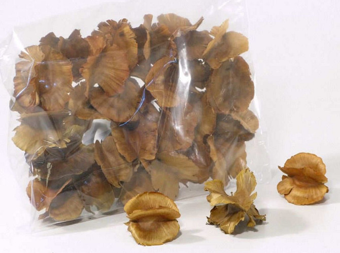 Combre Seeds 5-6cm