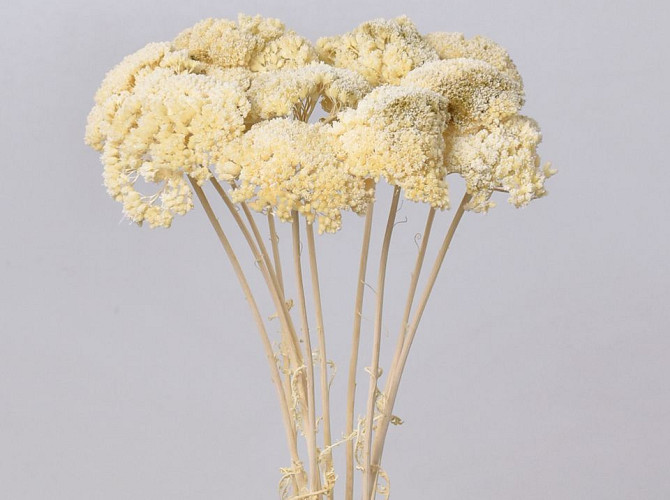 Achillea Parker Halb-Gebleicht 70cm