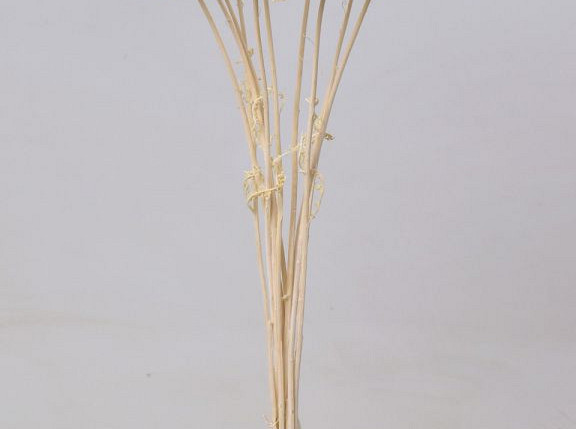 Achillea Parker Semi-Bleached 70cm