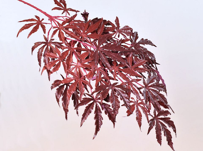 Japanese Maple 70cm Red