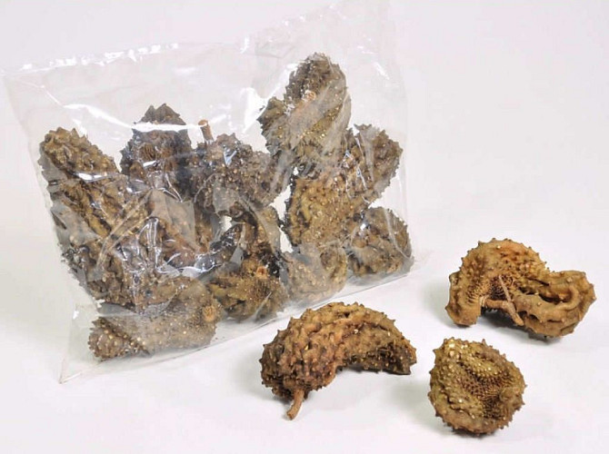 Crocodile Fruit 5-15cm