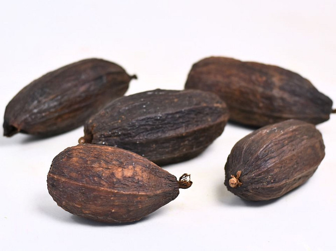 Dried Cacao Pod Brown 12-18cm