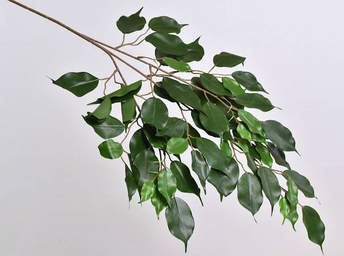 Ficus Exotica Branch 77cm