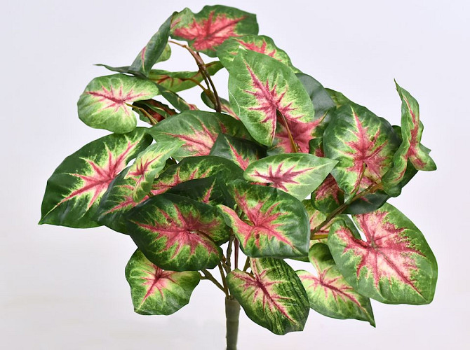 Caladium H40cm Green Red