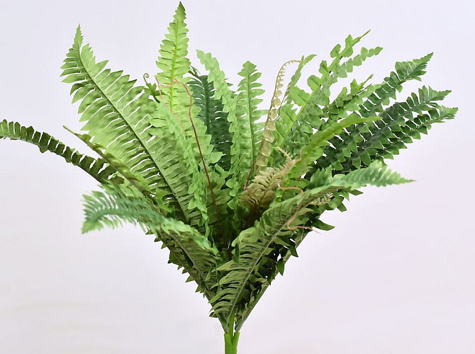 Boston Fern Large 41cm 26lvs