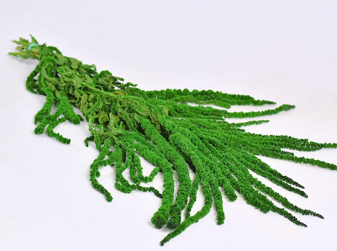 Amaranthus Caudatus Spring Grün 70cm