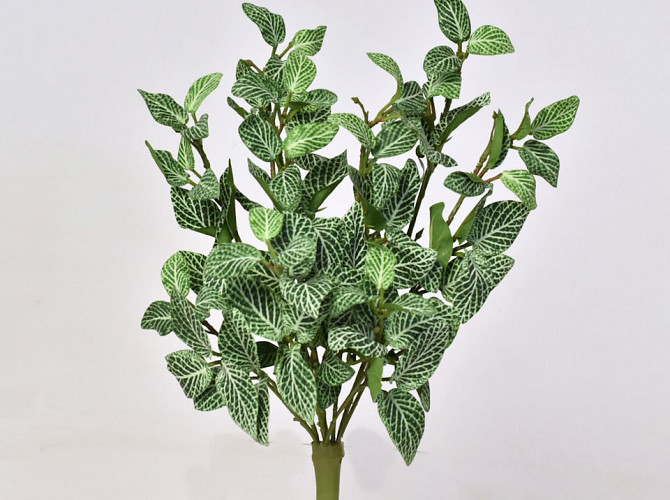 Fittonia Plant 33cm groen
