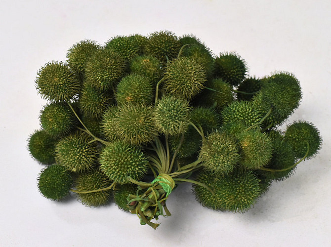 Plane Tree Pods Moss Green 15cm