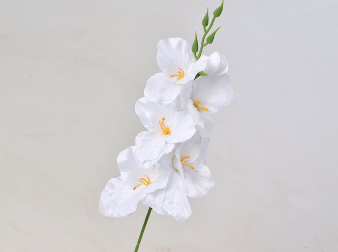 Gladiole D9cm Weiss
