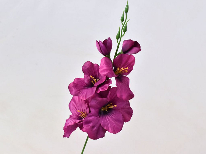 Gladiole D9cm Dunkelrot