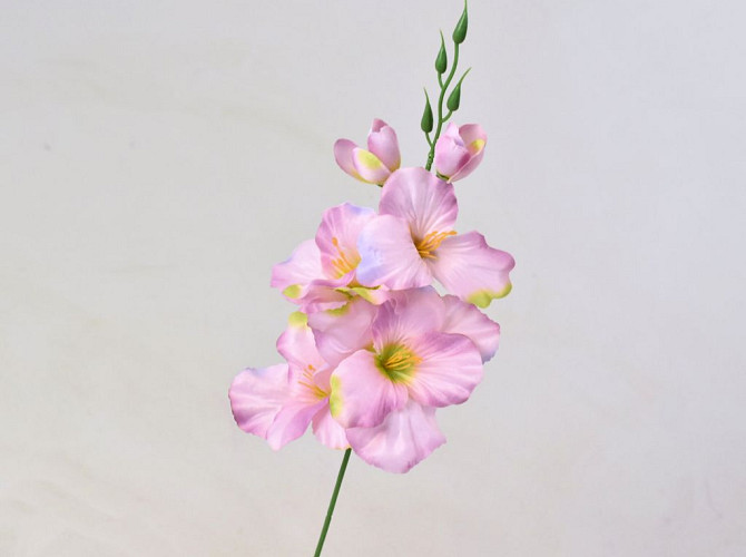 Gladiole D9cm Mauve