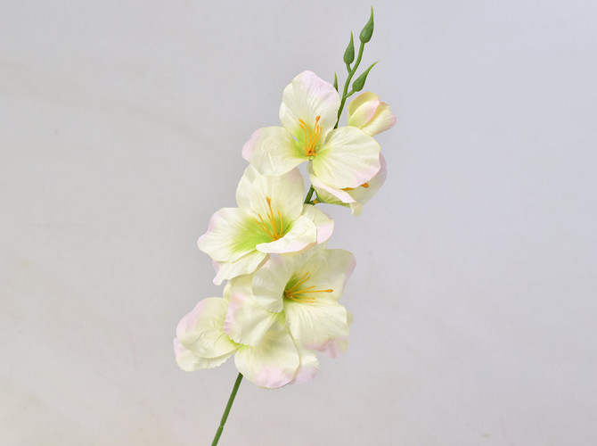 Gladiole D9cm leicht Grün