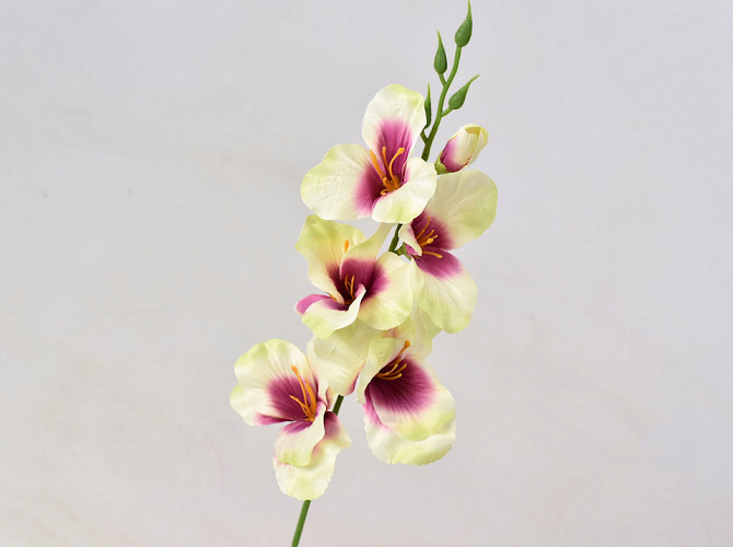 Gladiole D9cm Cream