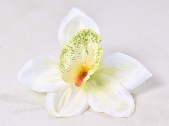 Orchid D14cm Cream