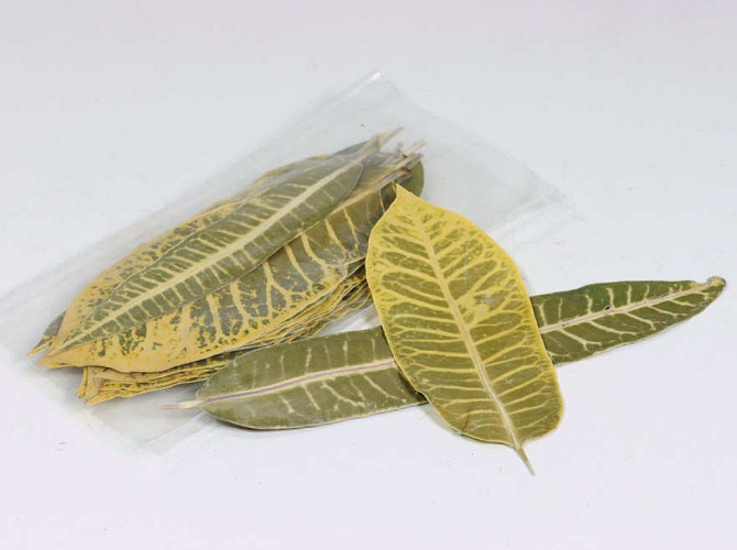 Leaf Stripes 25pcs 14-20cm