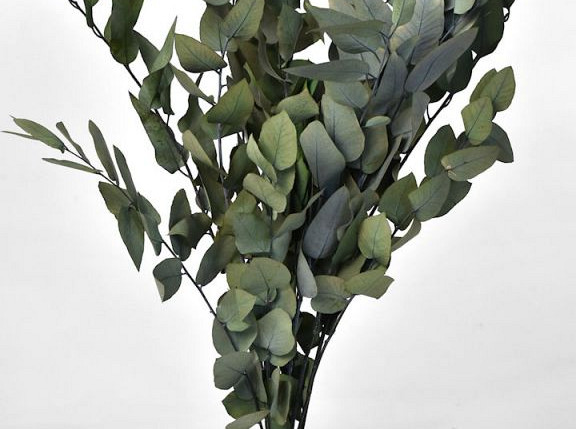 Eucalyptus Stuartiana Green 65cm