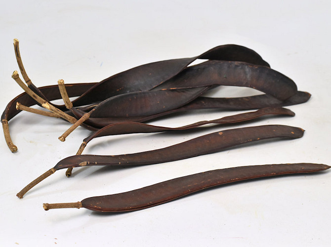 Acacia bean 10pcs 40-60cm