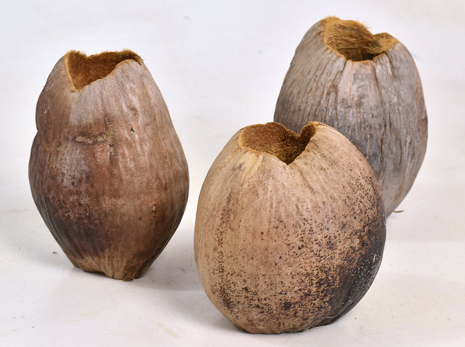 Coconut Plant Pot 13cm