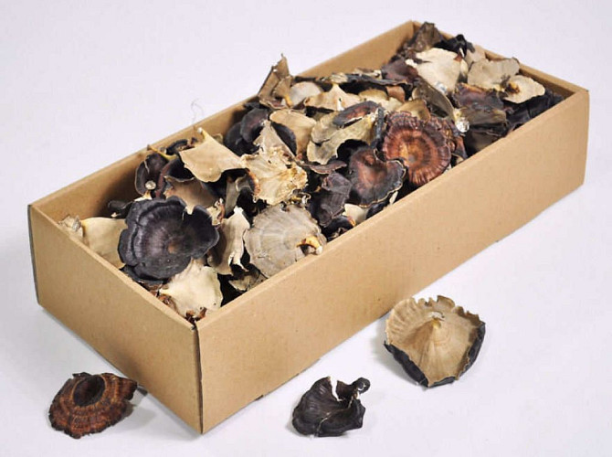Golden Mushroom 200gr.