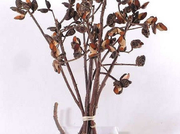 Needlebush Cones 30-45cm