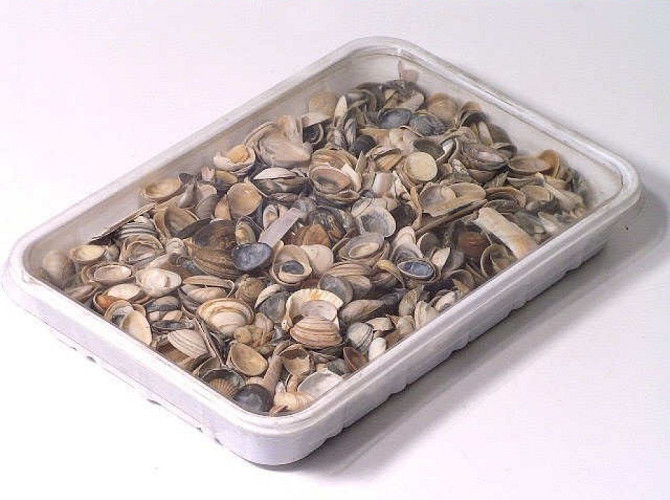 North Sea Shells 1Kg