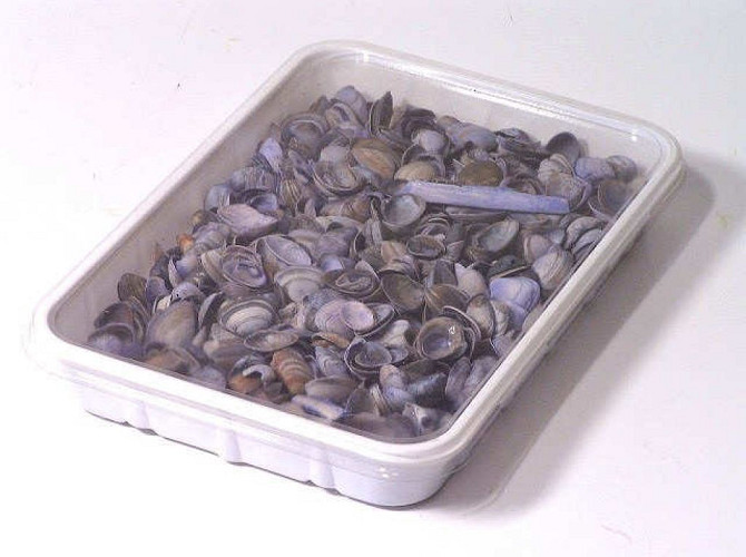 Nordsee Muscheln Blau 1Kg