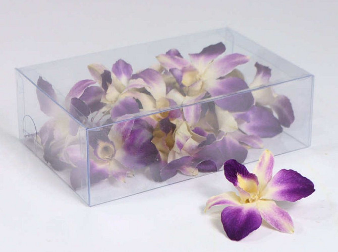 Orchidee Sonia Purple White 20pcs
