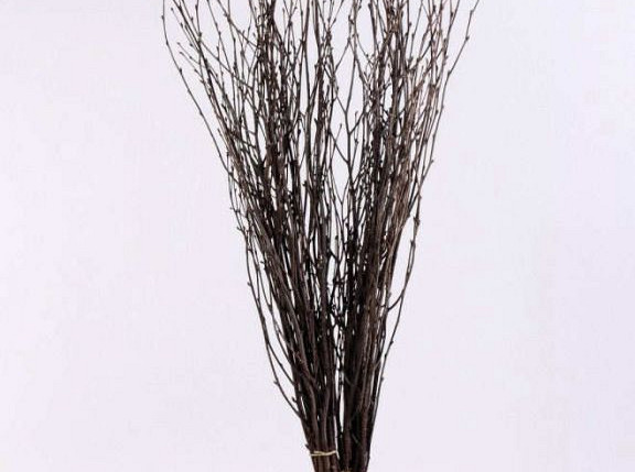Birch per Branch 80cm