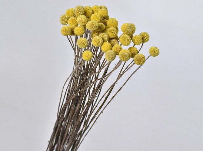 Craspedia Yellow, per stem