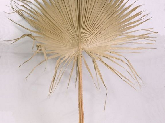 Pettycoat Palm Leaf 170cm