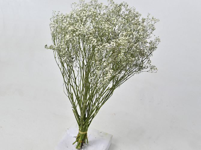 Gypsophila 50cm (25 branches)