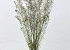 Limonium Caspia 70cm