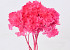 Hydrangea preserved Pink