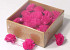 Sola Carnation 5cm Roze 25pcs