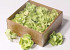 Sola Magnolia 6cm Groen 18pcs