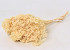 Broom Bloom Bleached 150gr.