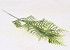 Asparagus Green 19/51cm