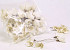 Sola Tulpe 6cm white