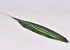 Dracaena Leaf Green 14/62cm