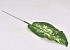 Dieffenbachia Leaf Green 21/41cm