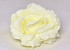 Rose D16cm Crème