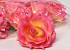 Rose Pink D11cm 