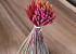 Dried Bouquet Wheat 40cm Pink
