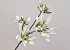 Fleurs en mousse Blanc/Vert 85cm 