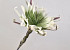 Fleur en mousse 80cm Blanc/Vert