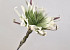 Foam Bloem 80cm Wit/Groen