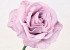 Foam Rose XL Pink, D13cm