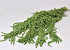 Amaranthus Caudatus Waltgrün 70cm