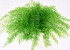 Air Fern Frühlingsgrün 5-Pack 15cm