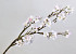 Apple Blossom 104cm White